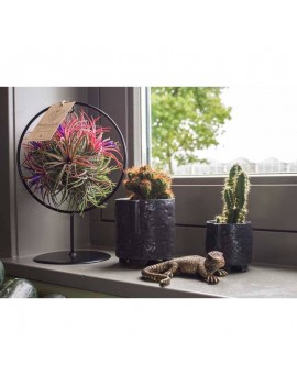 Cactus in zwart potje met gezicht - Plantophile